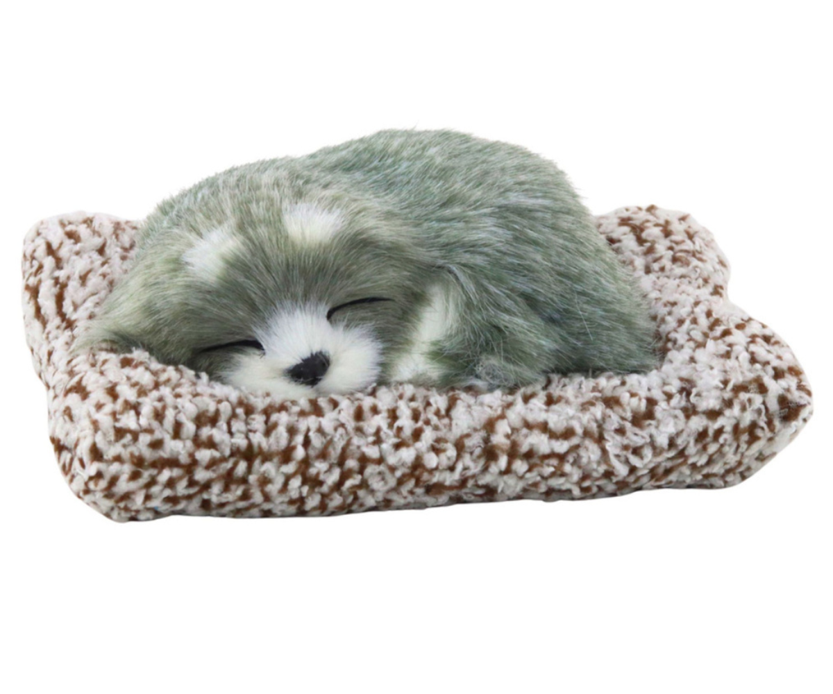 Magav husky koos läbipaistva kandekotiga ja käepidemega