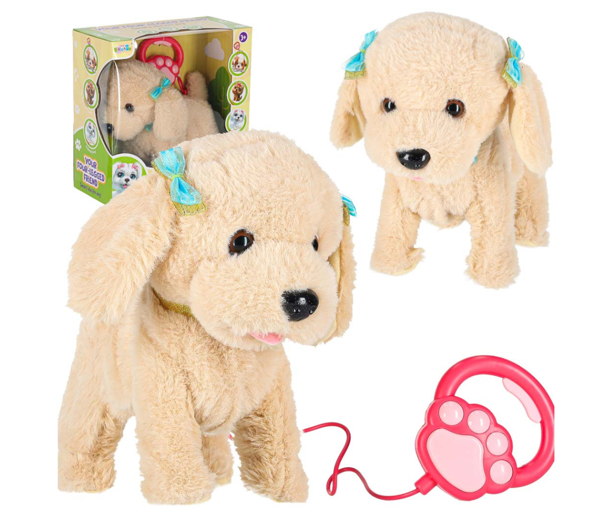 Pehme beez puudlikoer roosa jalutusrihmaga seisab püsti ja vaatab otse kaamerasse.